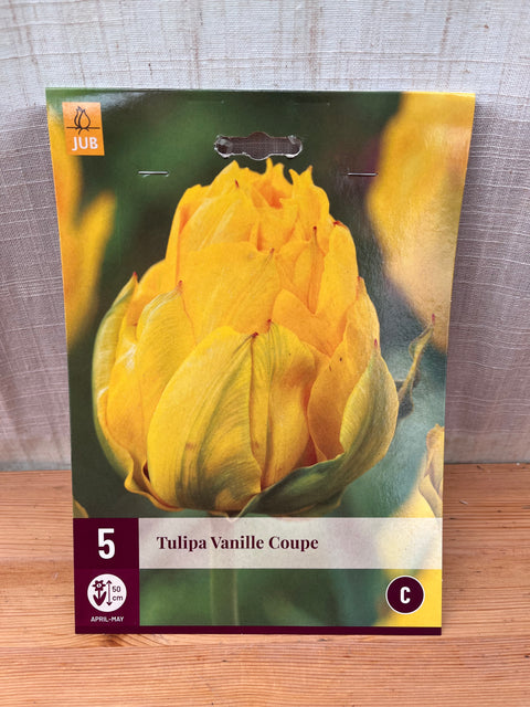 Tulipe Vanille Coupe - 5 bulbes