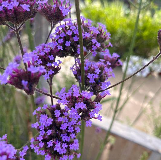 Verveine de Bueno Aires