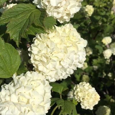 Viburnum boule de neige