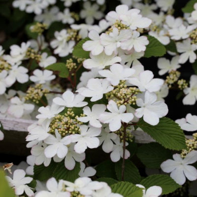 Viburnum Plicatum Lanarth