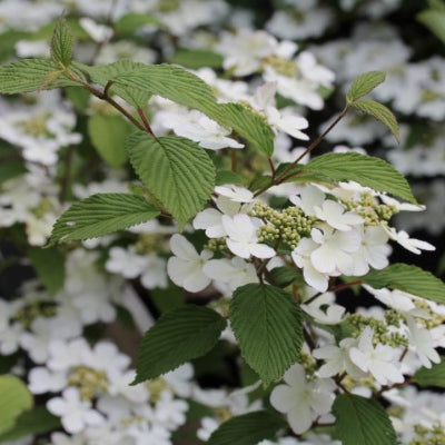 Viburnum Plicatum Lanarth