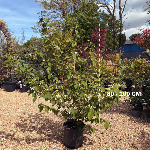 Viburnum Plicatum Mariesii