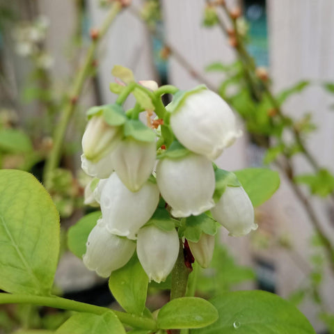 Myrtillier 'Duke'
