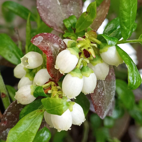 Myrtillier 'Duke'
