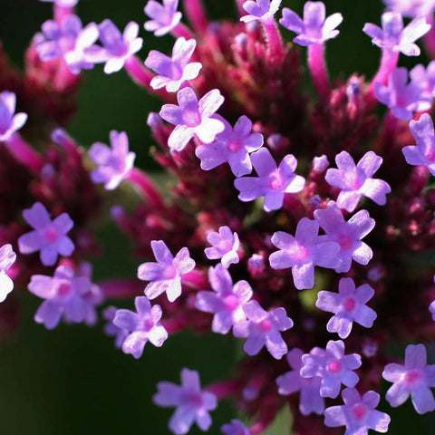 Verveine de Buenos Aires