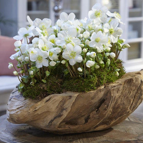 Rose de Noël - Helleborus Verboom beauty