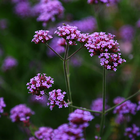Verveine de Buenos Aires 'Lollipop'
