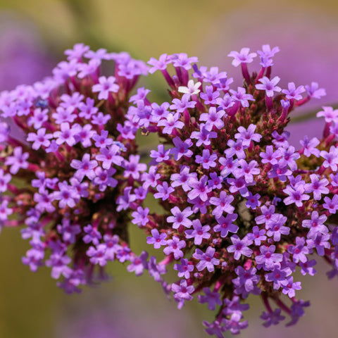 Verveine de Buenos Aires 'Lollipop'