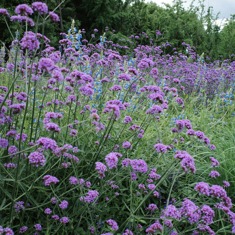 Verveine de Buenos Aires 'Lollipop'