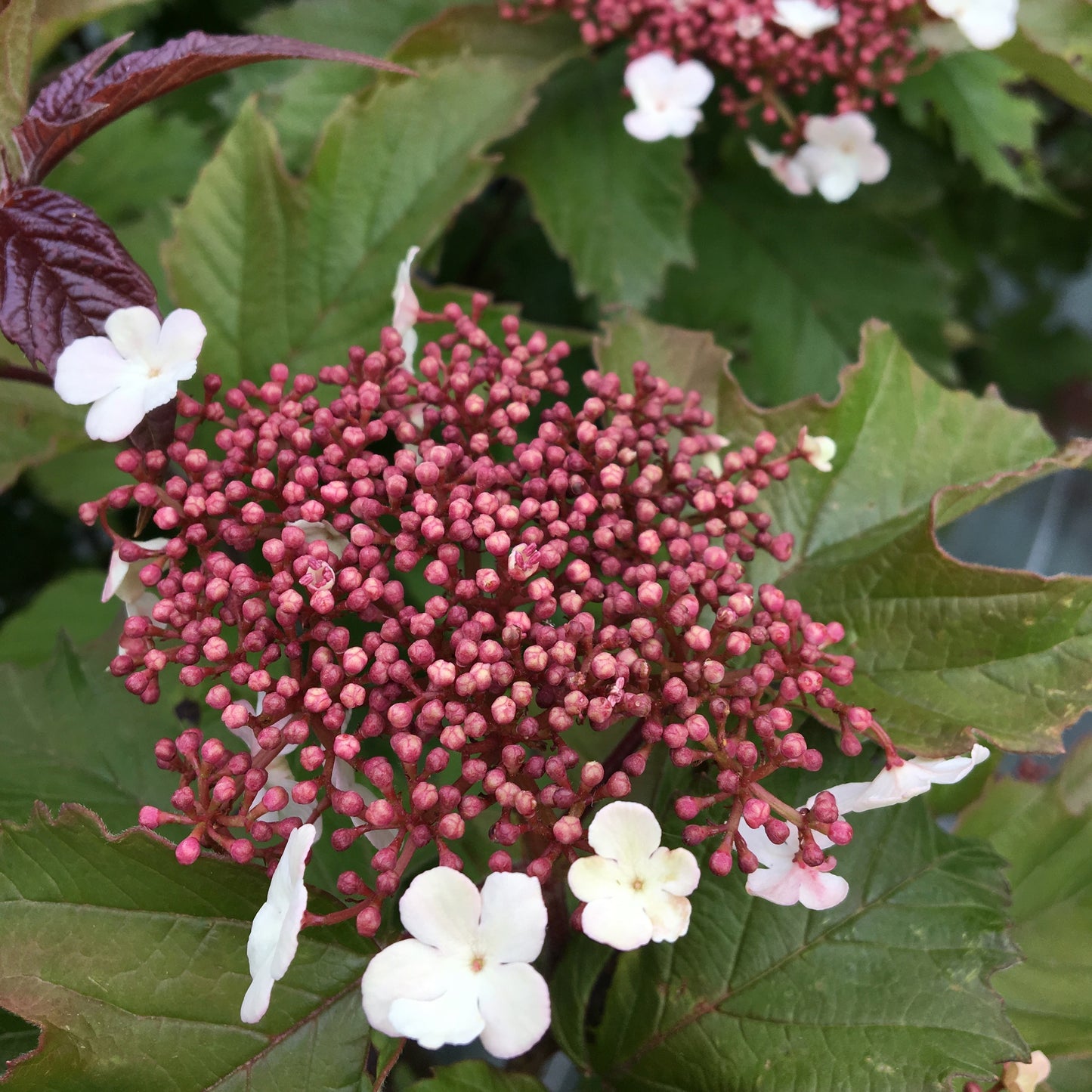 Viburnum Sargentii Onondaga