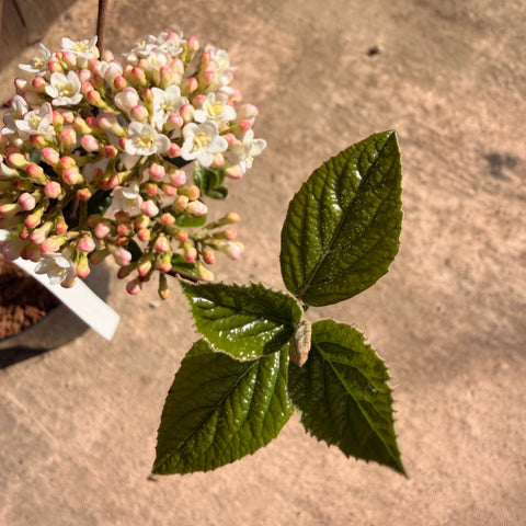 Viburnum Burkwoodii