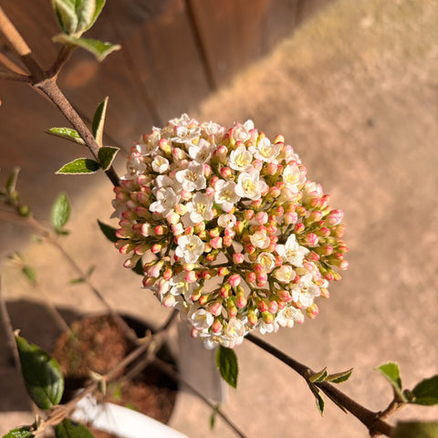 Viburnum Burkwoodii