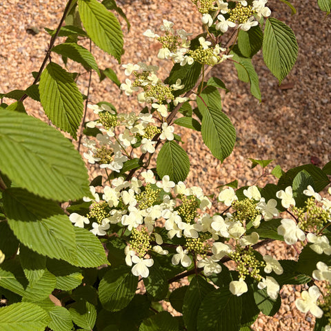 Viburnum Plicatum Mariesii