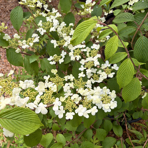 Viburnum Plicatum Mariesii