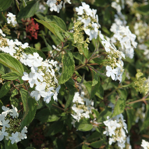 Viburnum Watanabe