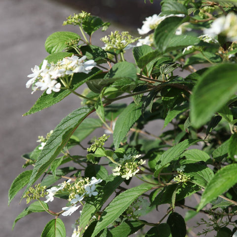 Viburnum Watanabe