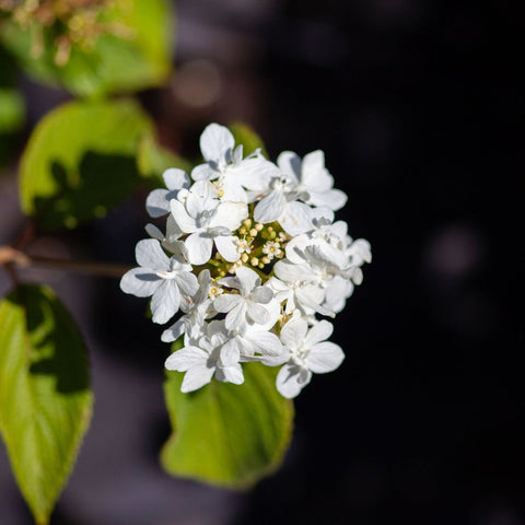 Viburnum Watanabe