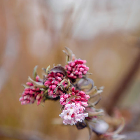 Viburnum bodnantense Charles Lamont