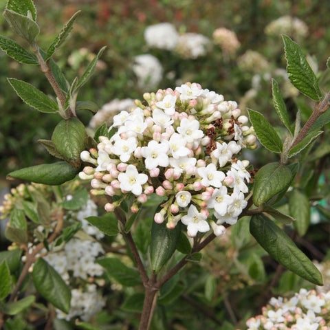 Viburnum Burkwoodii