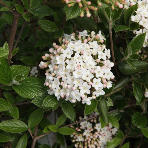 Viburnum Burkwoodii