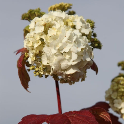 Viburnum boule de neige