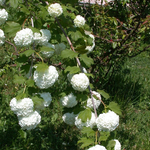 Viburnum boule de neige