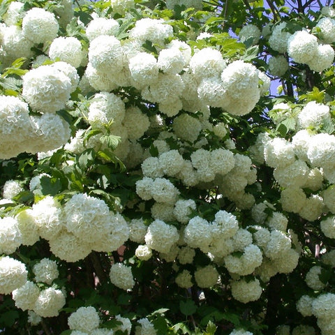 Viburnum boule de neige