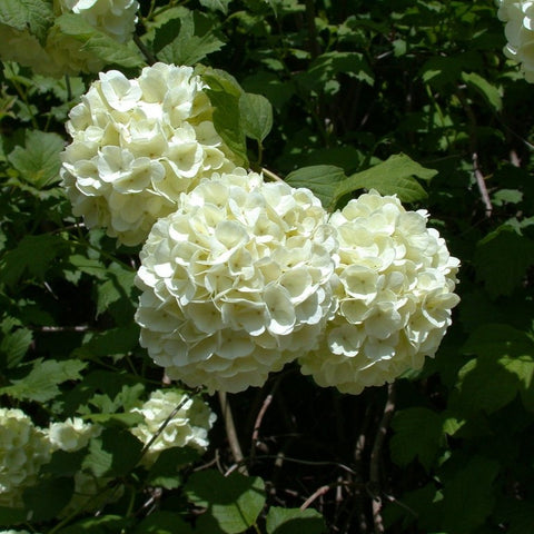 Viburnum boule de neige