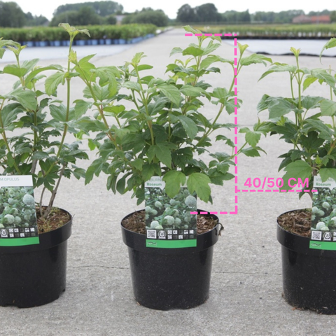 Viburnum boule de neige