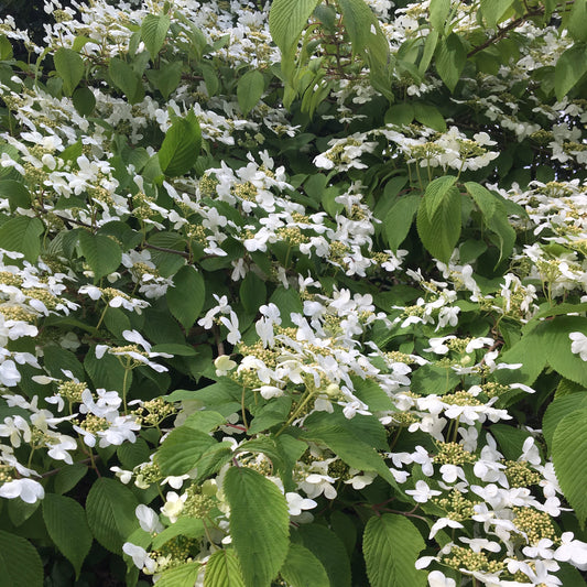 Viburnum plicatum Lanarth