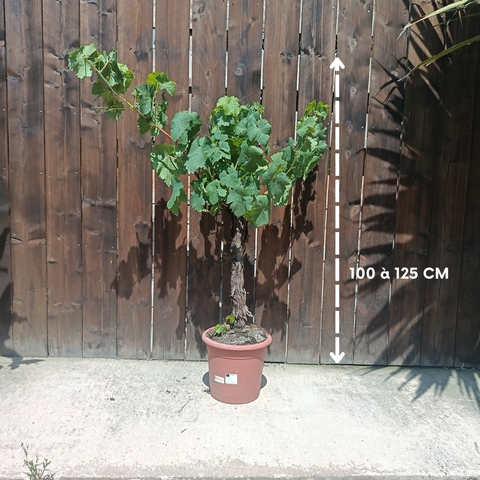 Vigne / Vitis cèpe