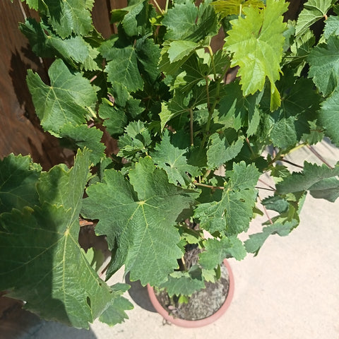 Vigne / Vitis cèpe