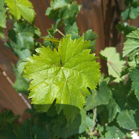 Vigne / Vitis cèpe