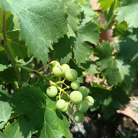 Vigne / Vitis cèpe