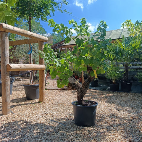Vigne / Vitis cèpe