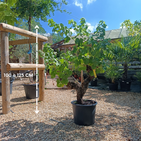 Vigne / Vitis cèpe