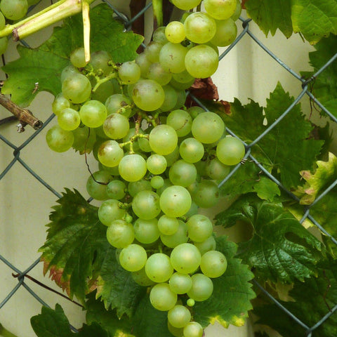Vigne 'Chasselas doré'