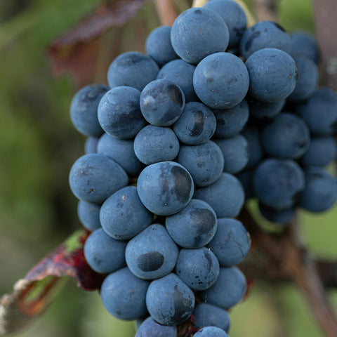 Vigne 'Alphonse Lavallée '