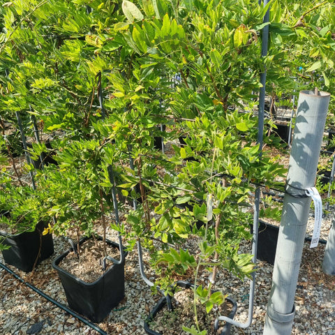 Glycine - Wisteria brachybotrys Yokohama Fuji - ESPALIER