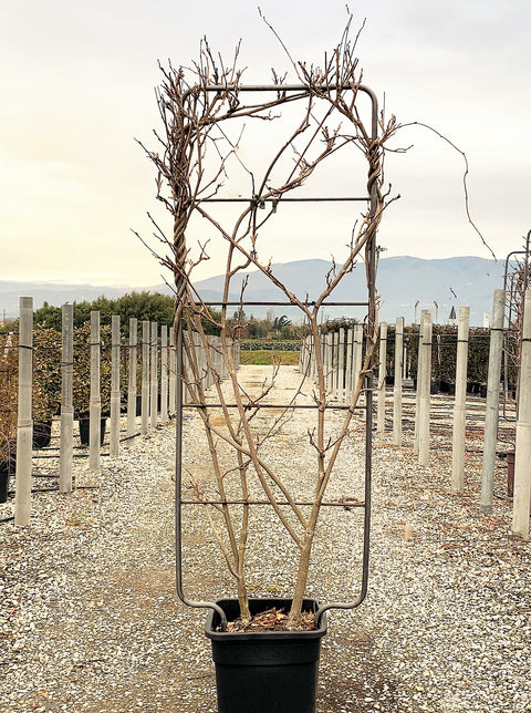 Glycine - Wisteria brachybotrys Yokohama Fuji - ESPALIER