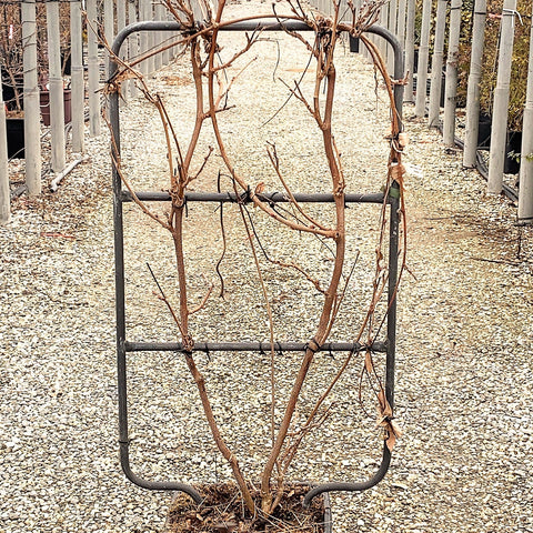 Glycine - Wisteria brachybotrys Yokohama Fuji - ESPALIER