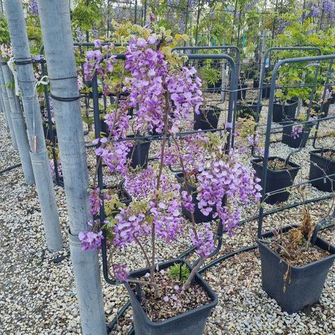 Glycine - Wisteria brachybotrys Yokohama Fuji - ESPALIER
