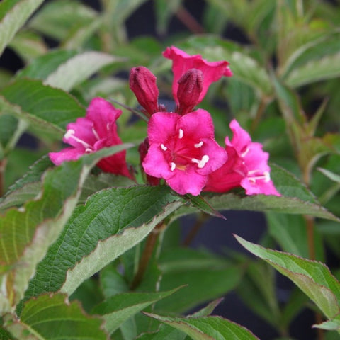 Weigelia Bristol Ruby