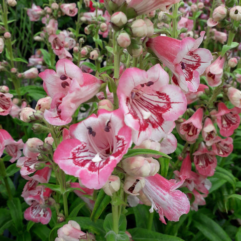 Penstemon 'strawberries and cream'