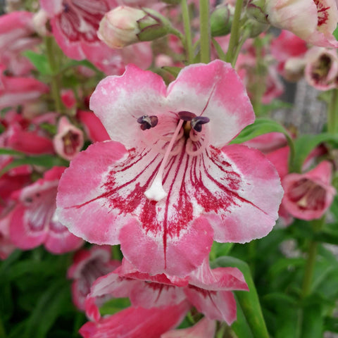 Penstemon 'strawberries and cream'
