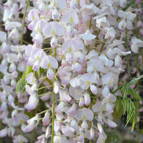 Glycine rose du Japon