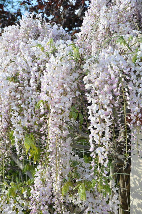 Glycine rose du Japon