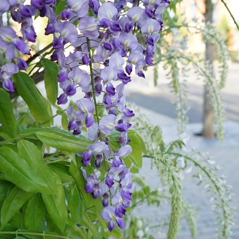 Glycine de Chine - Wisteria sinensis