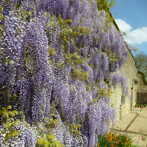 Glycine de Chine - Wisteria sinensis