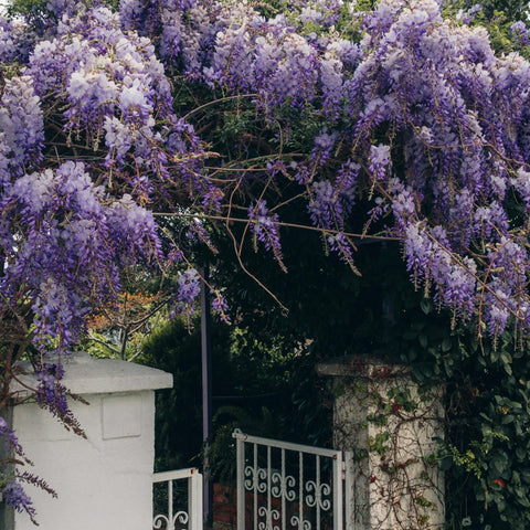 Glycine de Chine - Wisteria sinensis
